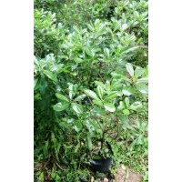 低價供應(yīng)海桐球和毛球40-100cm袋苗