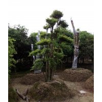 湖南造型紅花繼木，造型赤南，造型小葉女貞，造型欏木石楠，櫻花