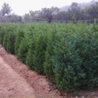 蜀檜價格-蜀檜苗圃-江蘇蜀檜苗圃
