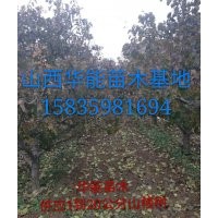供應(yīng)主桿型山楂樹(shù) 綠化用山楂樹(shù) 占地山楂樹(shù) 山楂占地苗山楂樹(shù)價(jià)