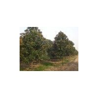 苗圃最新18公分廣玉蘭價格 15公分廣玉蘭供應(yīng)