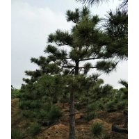 黑松造型7-8-9-10-12-15公分