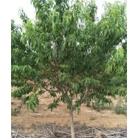 碧桃6-7-8-9-10公分