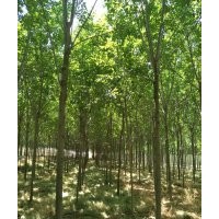 速生白蠟5-6-7-8-10公分