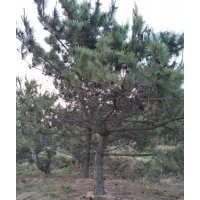 黑松5-6-7-8-9-10-12-15公分