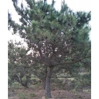 黑松5-6-7-8-9-10-12-15公分