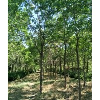 白蠟6-7-8-9-10-12-15公分