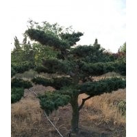 五針?biāo)?/></a>
<div><a href=