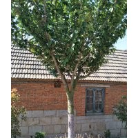 櫻花5-6-7-8-10-12-14公分