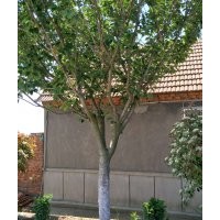 櫻花5-6-7-8-10-12-14公分