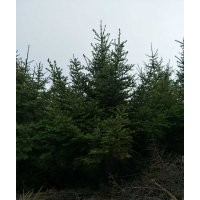 云杉2-3-4-5米