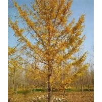 銀杏樹、銀杏樹、興隆銀杏