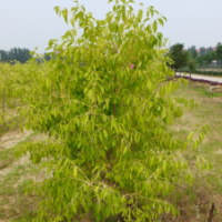 紅楓種苗產品銷售批發(fā)