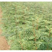 大紅袍花椒苗最新價格苗圃直銷大紅袍花椒苗無中介