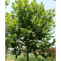 法桐10-20公分