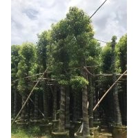 大量供應香樟樹綠化苗木農戶自家種植直銷