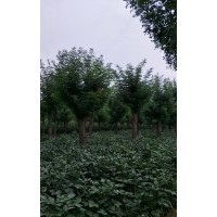 皂角15公分,20公分,40公分