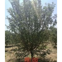 絢麗海棠、亞當(dāng)海棠、印第安海棠、西府海棠