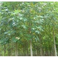 山東大量供應22公分馬褂木價格 馬褂木基地