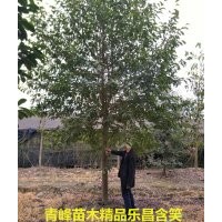 成都樂昌含笑 四川樂昌含笑價(jià)格