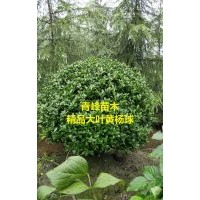 成都大葉黃楊 四川大葉黃楊球，黃楊球種植基地大量批發(fā)