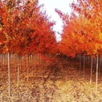 美國(guó)紅楓_美國(guó)紅楓基地_美國(guó)紅楓價(jià)格