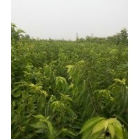 供應(yīng)金銀木_獨(dú)桿金銀木_叢生金銀木