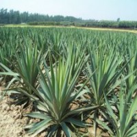 劍麻_絲蘭_千手蘭_劍葉絲蘭_菠蘿花