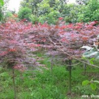 紅楓_中國紅楓_日本紅楓