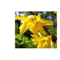 連翹苗，連翹苗的價(jià)格，出售連翹苗