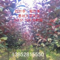 3公分紅葉李價(jià)格，3公分紫葉李價(jià)格