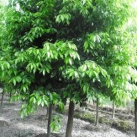 青峰園林專業(yè)批發(fā)喬木|普洱雪松|雪松樹