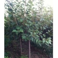 供應(yīng)日本櫻花有日本晚櫻和日本早櫻出售