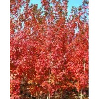 供應美國紅楓