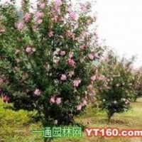 叢生紫荊 紫薇 木槿 金銀木