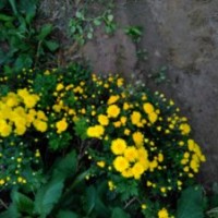 珍稀苗木供應(yīng)中，火焰衛(wèi)矛，大花流蘇，彩葉豆梨