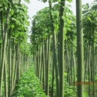 山東供應15公分青桐價格 青桐基地