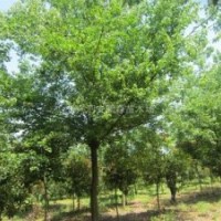 現(xiàn)在8公分三角楓苗木價格.南京三角楓產(chǎn)地