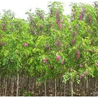 胸徑3公分紅花槐