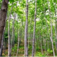 常年提供15公分-25公分杜仲價格 山東杜仲產(chǎn)地