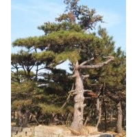 松樹(shù)胸徑20