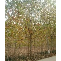 供應(yīng)18法桐二年冠，山東法桐基地，濟(jì)寧龍德法桐