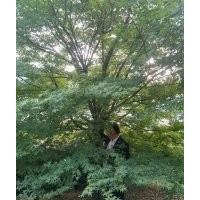 雞爪槭紅楓、精品羽毛楓