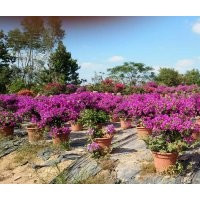 大量供應(yīng)三角梅、八月桂、大葉紫薇