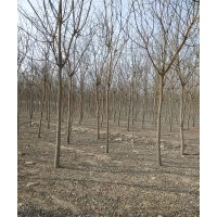 出售！金葉復(fù)葉戚4-5！1000顆！美人梅4-5-6！2000顆！國槐789-1