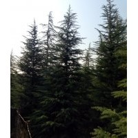 5米雪松最新價格