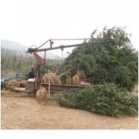 湯泉4米雪松樹苗價格 南京湯泉雪松產(chǎn)地