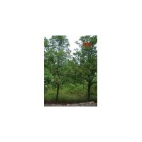 杜英價(jià)格 杜英樹(shù) 杜英基地 南京杜英