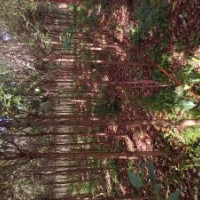 中宇苗木供應(yīng)女貞銀杏枇杷水杉欒樹黃楊柿子紫薇