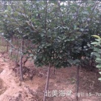 常年出售北美海棠
